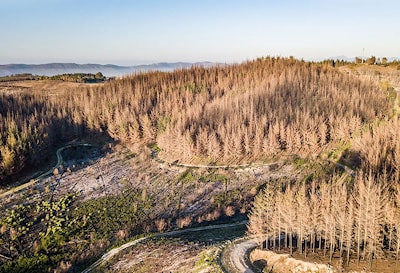 Возвращение к жизни в африканской деревне Knysna после опустошительного лесного пожара  