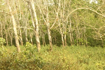 Распиловка каучукового дерева или Как пилорамы Wood-Mizer работают в Либерии  