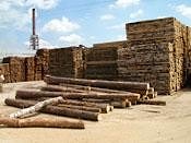 Как распиливать сосну на ленточнопильных станках Wood-Mizer?