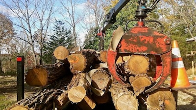Бизнес-идея. Утилизация городской древесины