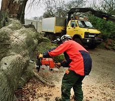 Благодаря мобильному станку английские лесоводы сохранили природный ландшафт в заповеднике